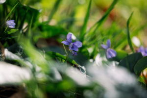 Forest floor, violets, Forest floor, violets,
